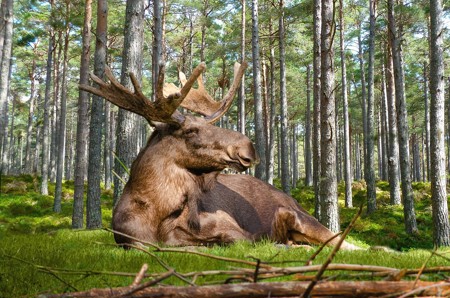 Eland in Zweden